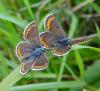 Aricia agestis